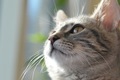 Maca kitty