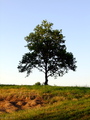večernja