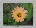 The Flower
