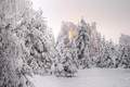 Winter sun