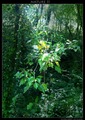 nature II