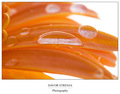 Orange world