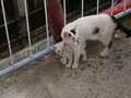samohrana mačk&hellip;