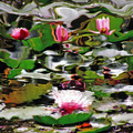 Arboretumski A…