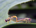 Love Bees :)