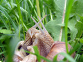Snail Love