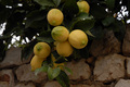 lemons