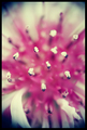 Flower Pipes