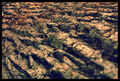 Nature Lines