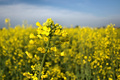 BioDiesel