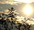 sun