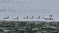 Labuđe jezero
