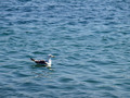Galeb (Jonatha&hellip;