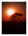 african soul