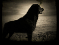 baskervilski p&hellip;