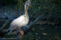 ZOO Zgb