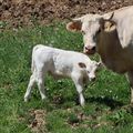 tele