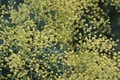 mimoza prije c…