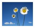obitelj - mutn&hellip;