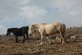 wild horses 2