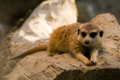 Merkat