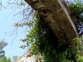 Okučen lišćem,&hellip;