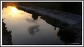 Ribar..