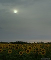 Pozdrav suncok&hellip;