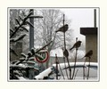 Skupile se pti&hellip;