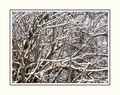 Grane i granči&hellip;