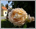 U naranđastim &hellip;