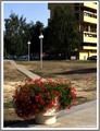 Ukrašen cvijeć&hellip;