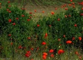 Crveni leptiri&hellip;