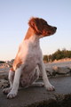 a sad... profil