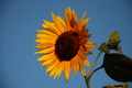O Sole mio
