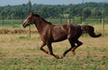 Riđan