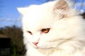 Belino