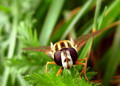muha