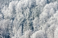 snow forest