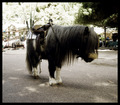 pony