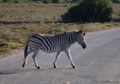 zebra crossing&hellip;
