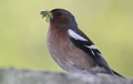 zebe-Fringilla&hellip;