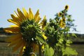 SuNCe,OkReNi S&hellip;