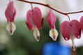 Dicentra-Srdaš&hellip;
