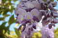 Wisteria-Glici&hellip;