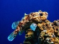 Aquarium Pula