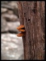 mushrooms