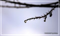 teardrop