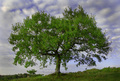 Istra zeleno