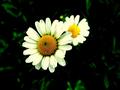 Daisy